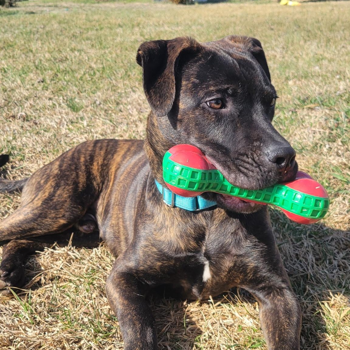 Clyde, ADOPTABLE, Young Male Staffordshire Bull Terrier.