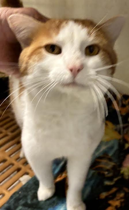 Ash, ADOPTABLE, Adult Male Domestic Short Hair.