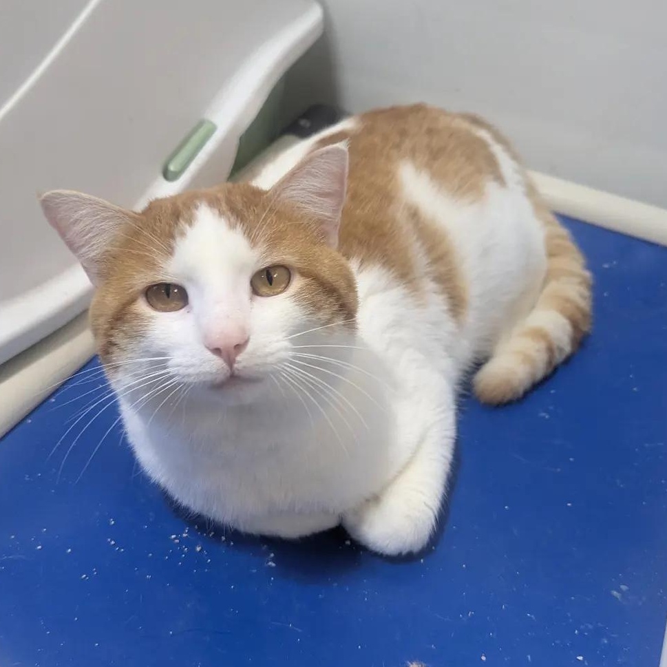 Ash, ADOPTABLE, Adult Male Domestic Short Hair.