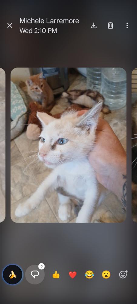 Combo, Adopted, Kitten Female Siamese & Domestic Short Hair.