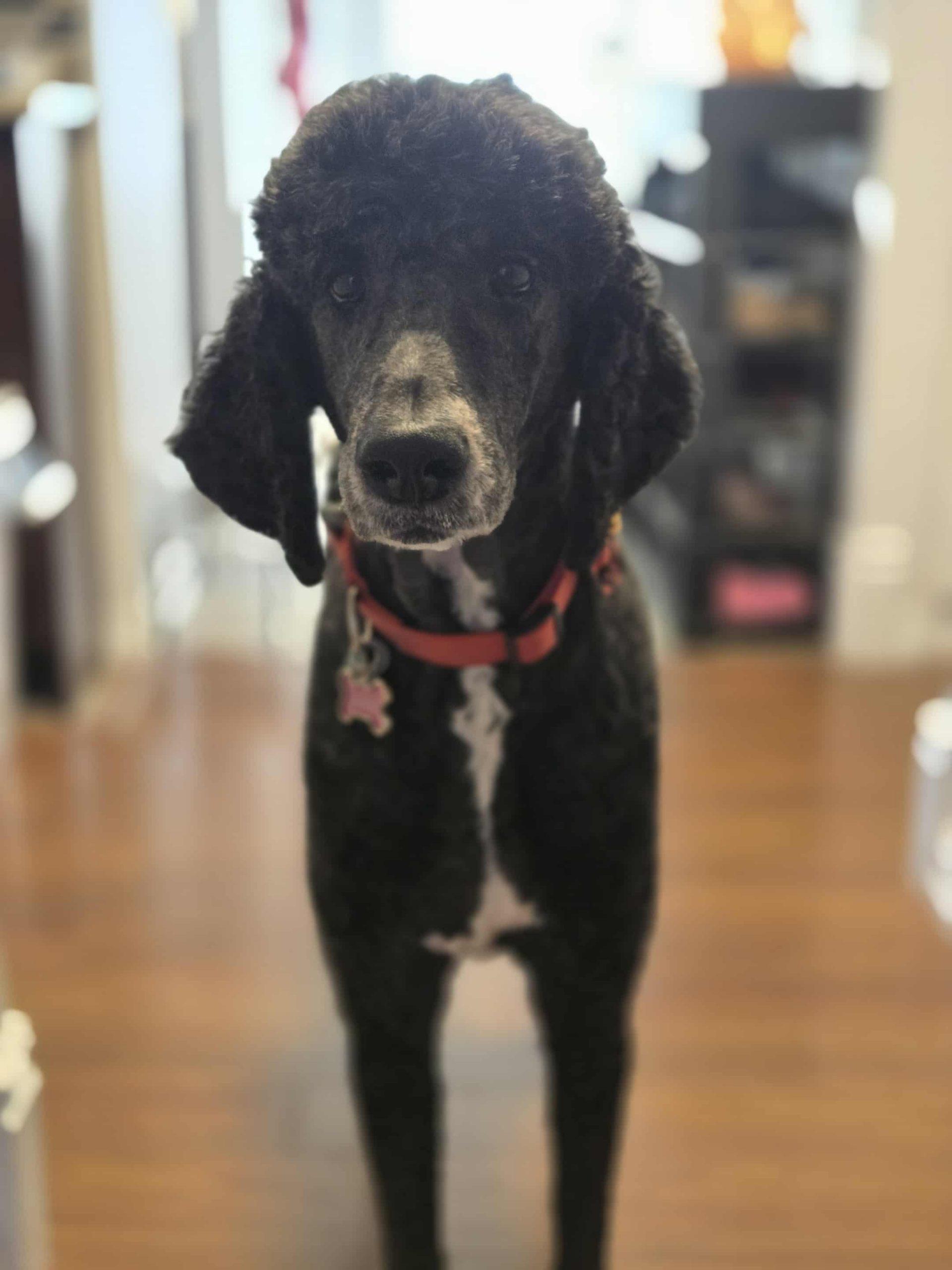 Enlarge Loona, a ADOPTABLE Standard Poodle in Ottawa, ON image 2/2
