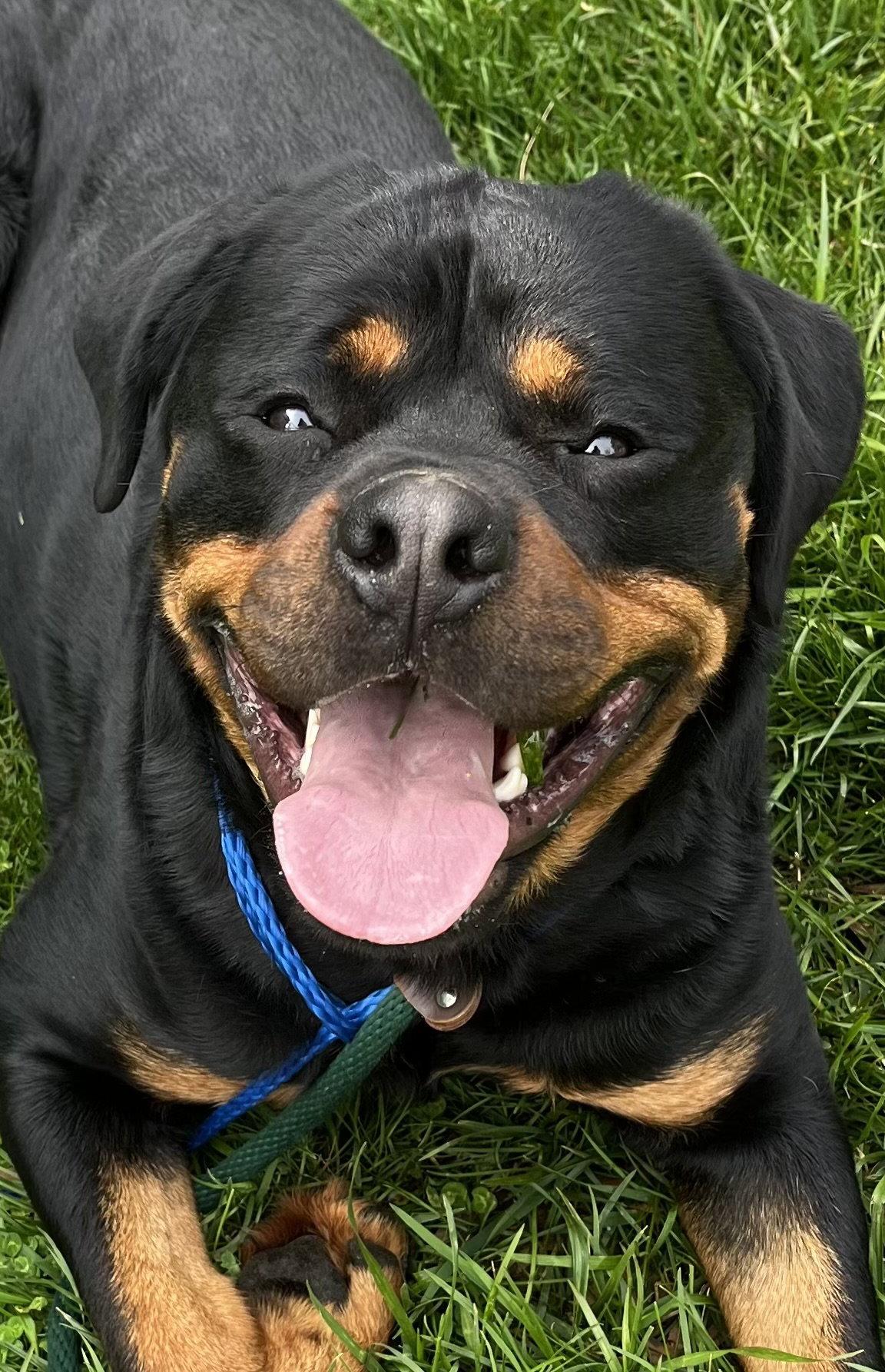 Enlarge Benson, a Adoptable Rottweiler in Mooresville, NC image 1/3