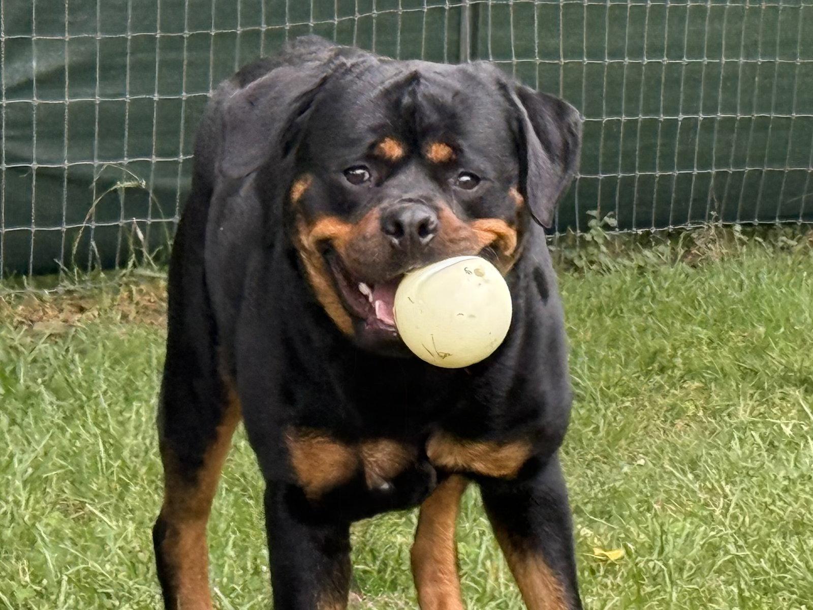 Enlarge Benson, a Adoptable Rottweiler in Mooresville, NC image 2/3