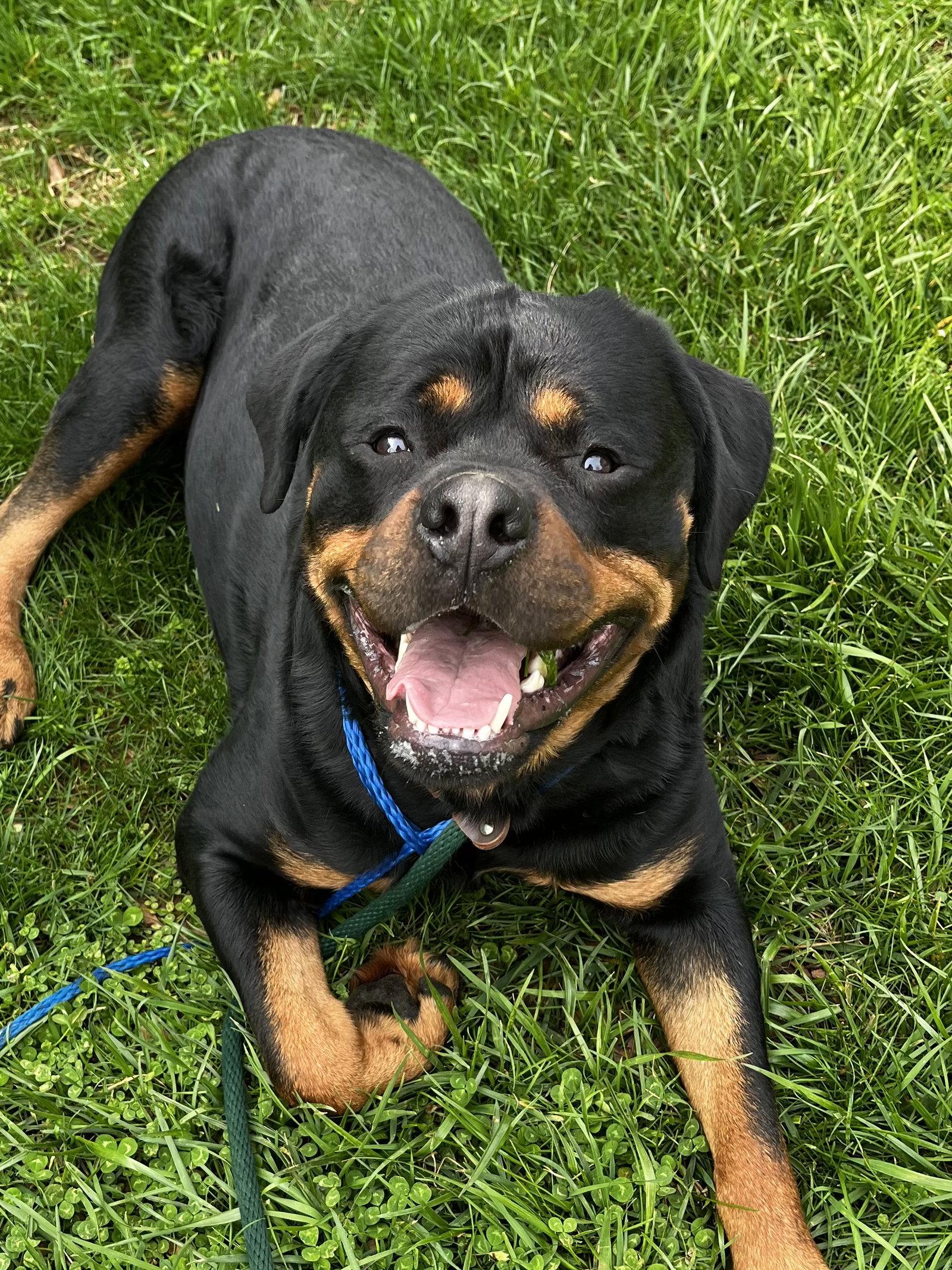 Enlarge Benson, a Adoptable Rottweiler in Mooresville, NC image 3/3
