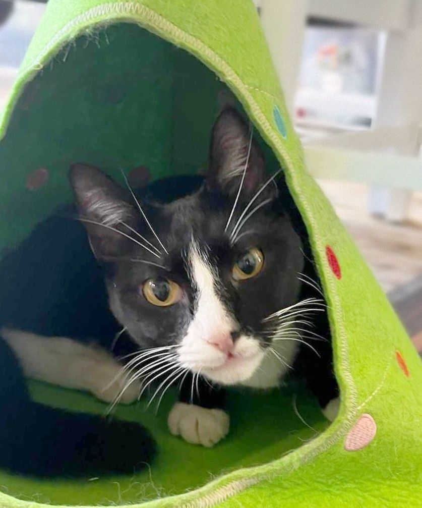 Enlarge Mia, a Adoptable Tuxedo in Lakeland, FL image 2/6