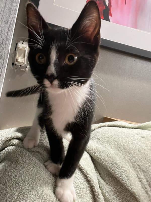 Enlarge Mia, a Adoptable Tuxedo in Lakeland, FL image 3/6