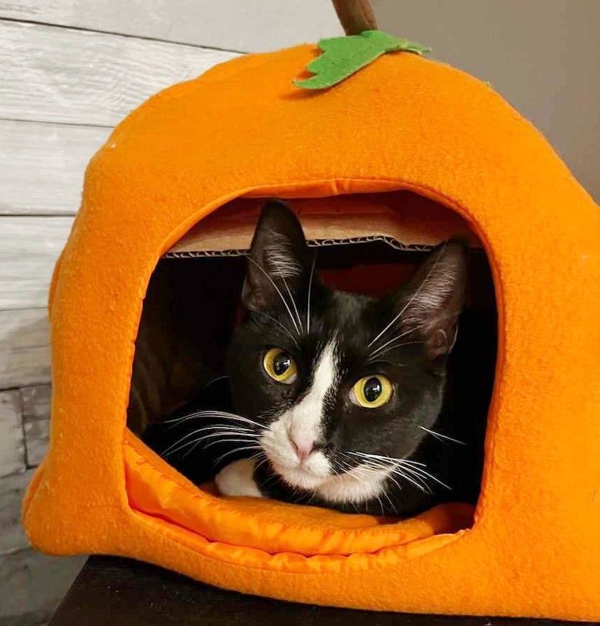 Enlarge Mia, a Adoptable Tuxedo in Lakeland, FL image 4/6