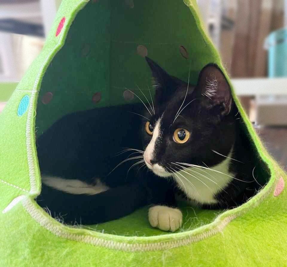 Enlarge Mia, a Adoptable Tuxedo in Lakeland, FL image 5/6