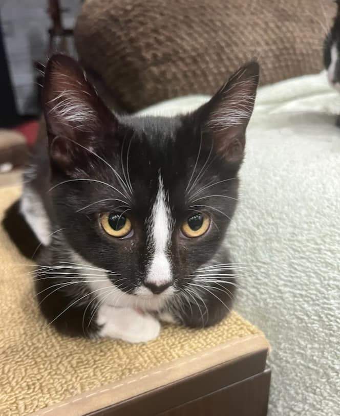 Enlarge Mia, a Adoptable Tuxedo in Lakeland, FL image 6/6