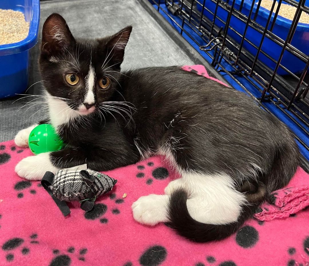 Enlarge Mia, a Adoptable Tuxedo in Lakeland, FL image 1/6