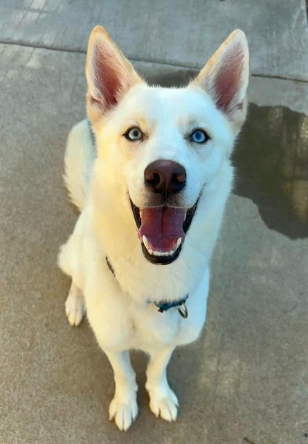 Enlarge TOFU, a Adoptable Siberian Husky in Sacramento, CA image 1/1