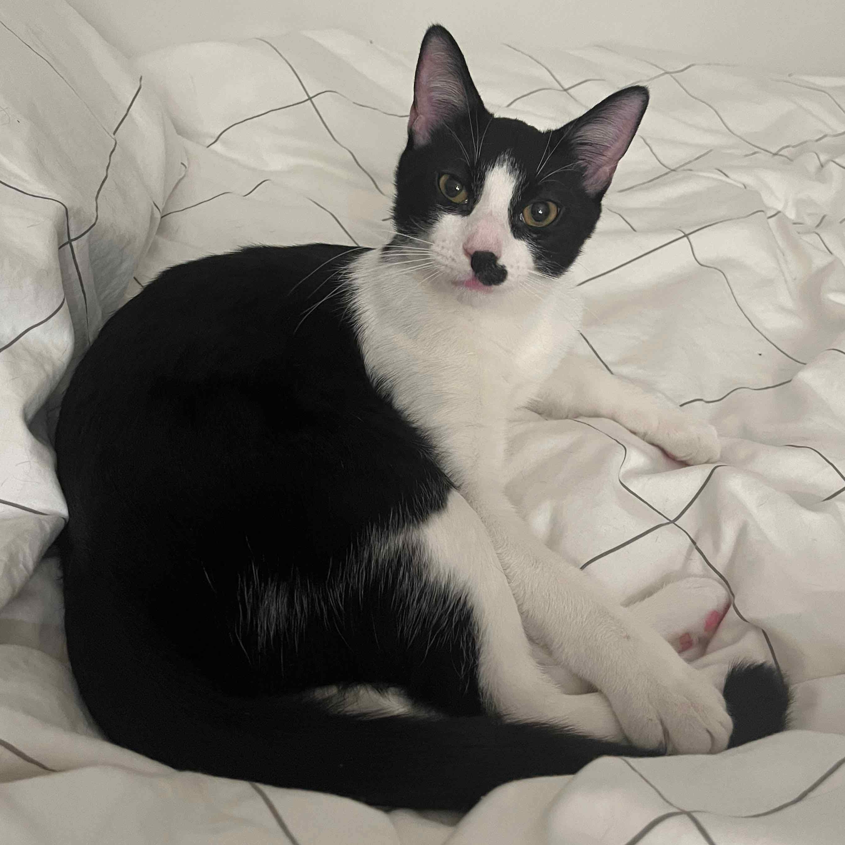 Enlarge Mordred, an adopted American Shorthair in New York, NY image 2/6