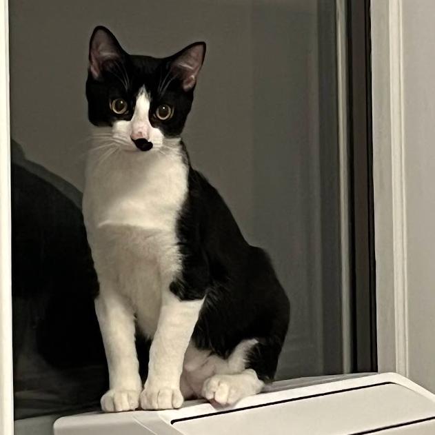 Enlarge Mordred, an adopted American Shorthair in New York, NY image 1/6