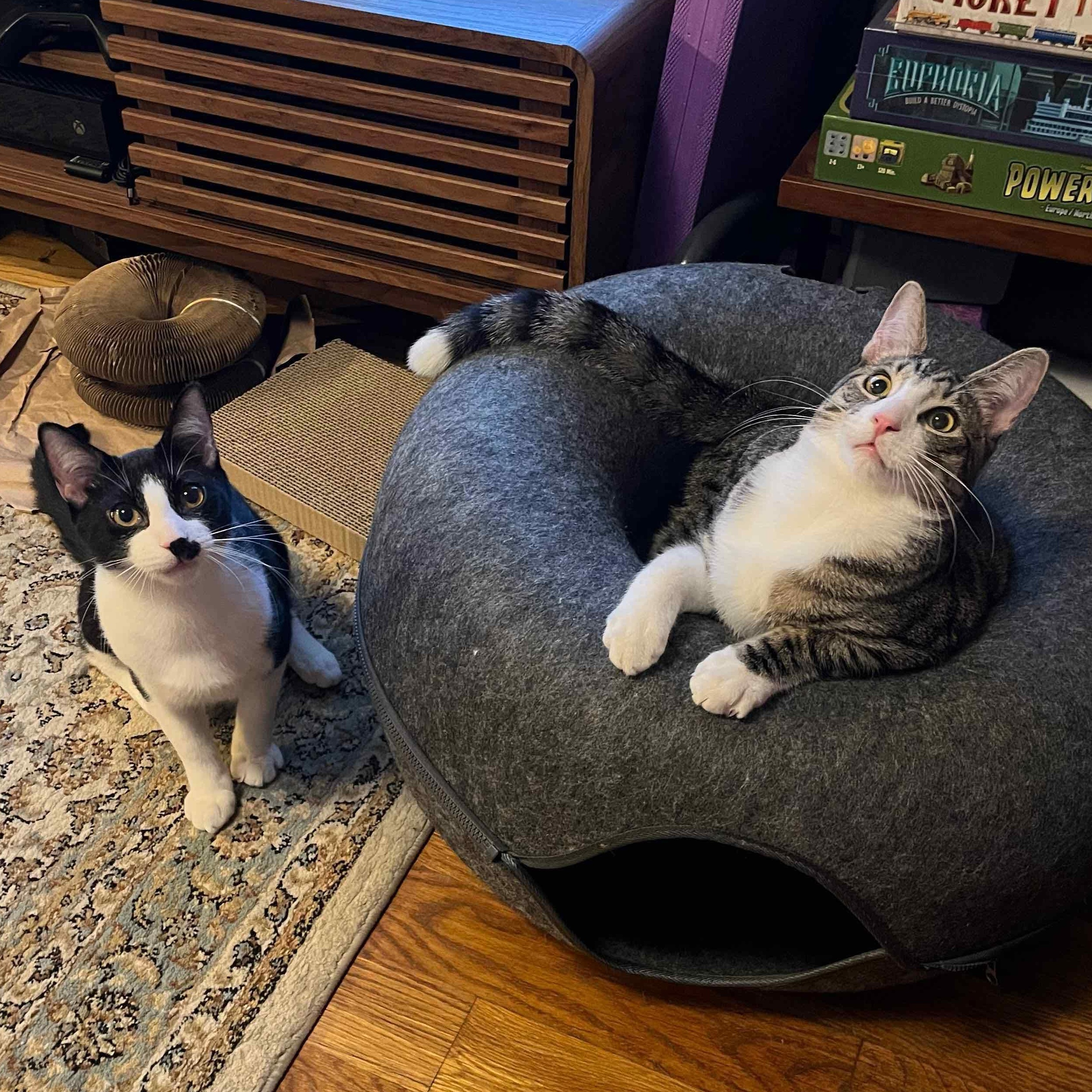 Enlarge Mordred, an adopted American Shorthair in New York, NY image 5/6