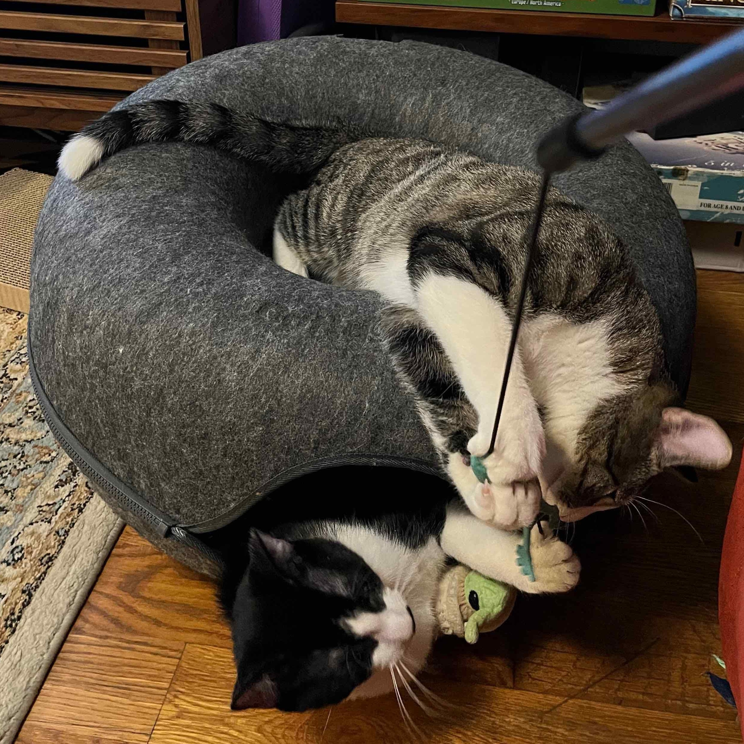 Enlarge Mordred, an adopted American Shorthair in New York, NY image 3/6