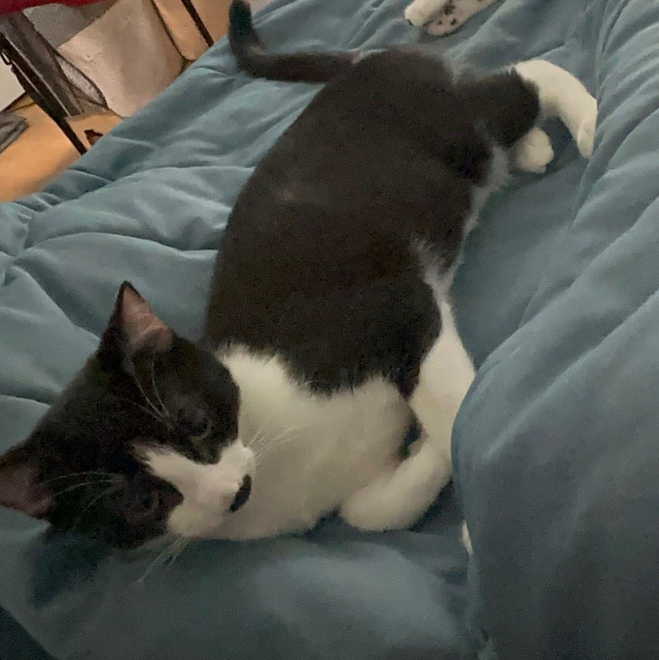 Enlarge Mordred, an adopted American Shorthair in New York, NY image 6/6