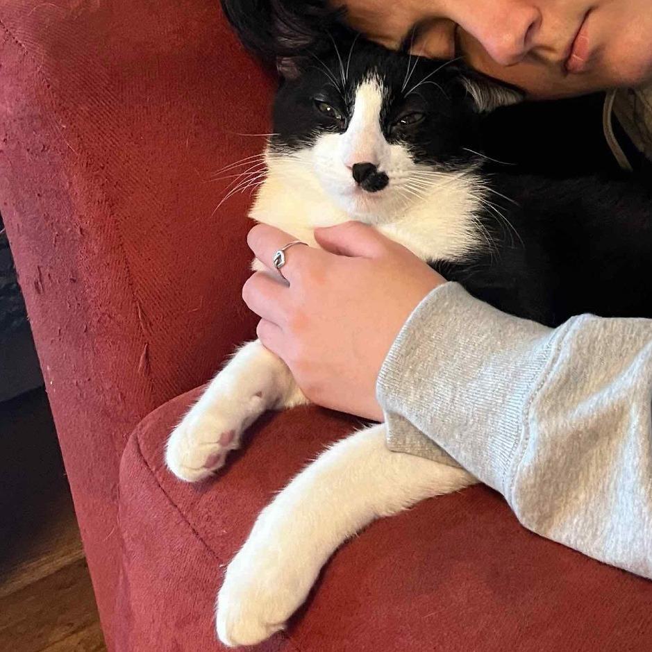 Enlarge Mordred, an adopted American Shorthair in New York, NY image 4/6