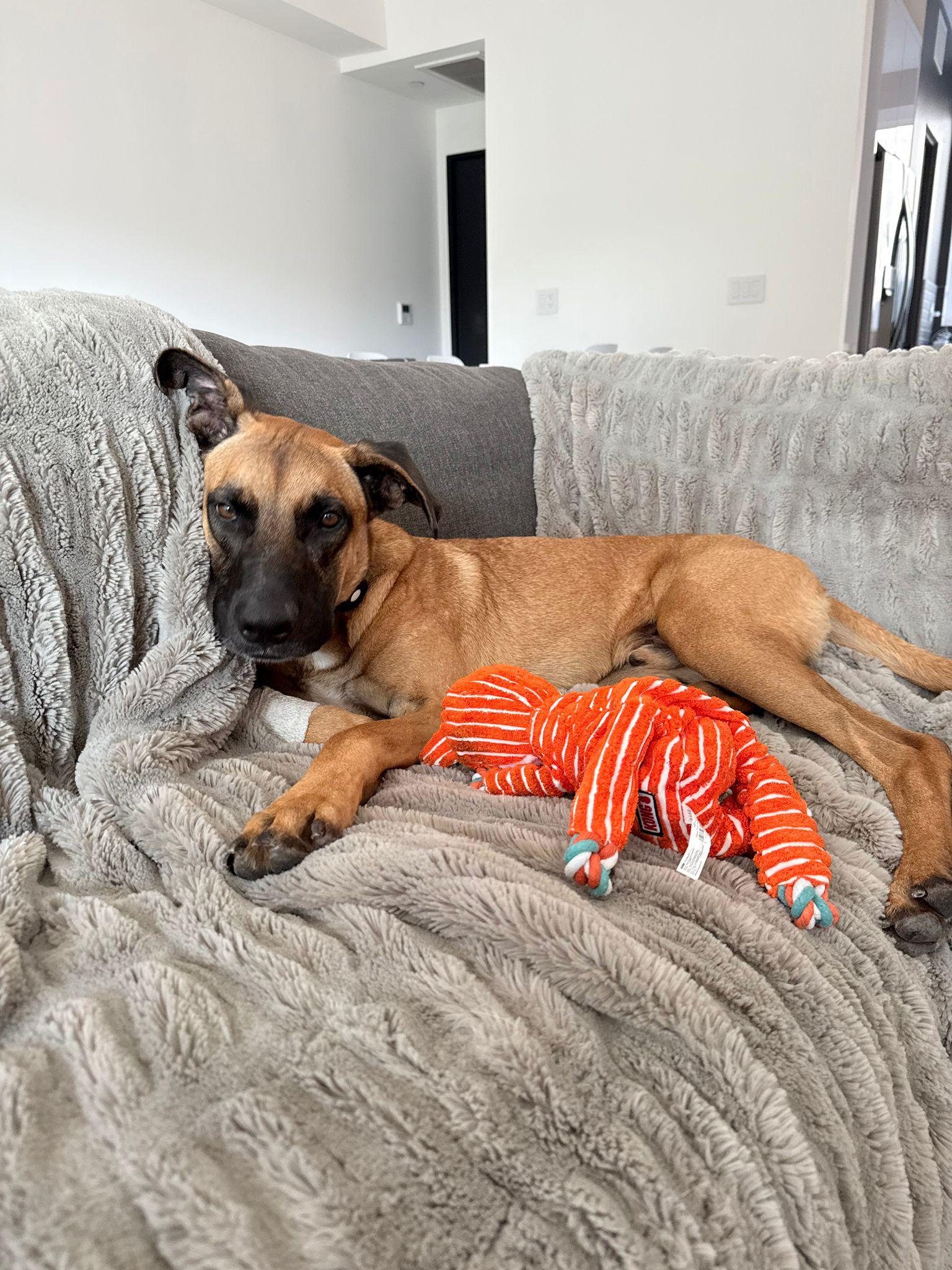 Tucan — thumbnail 2