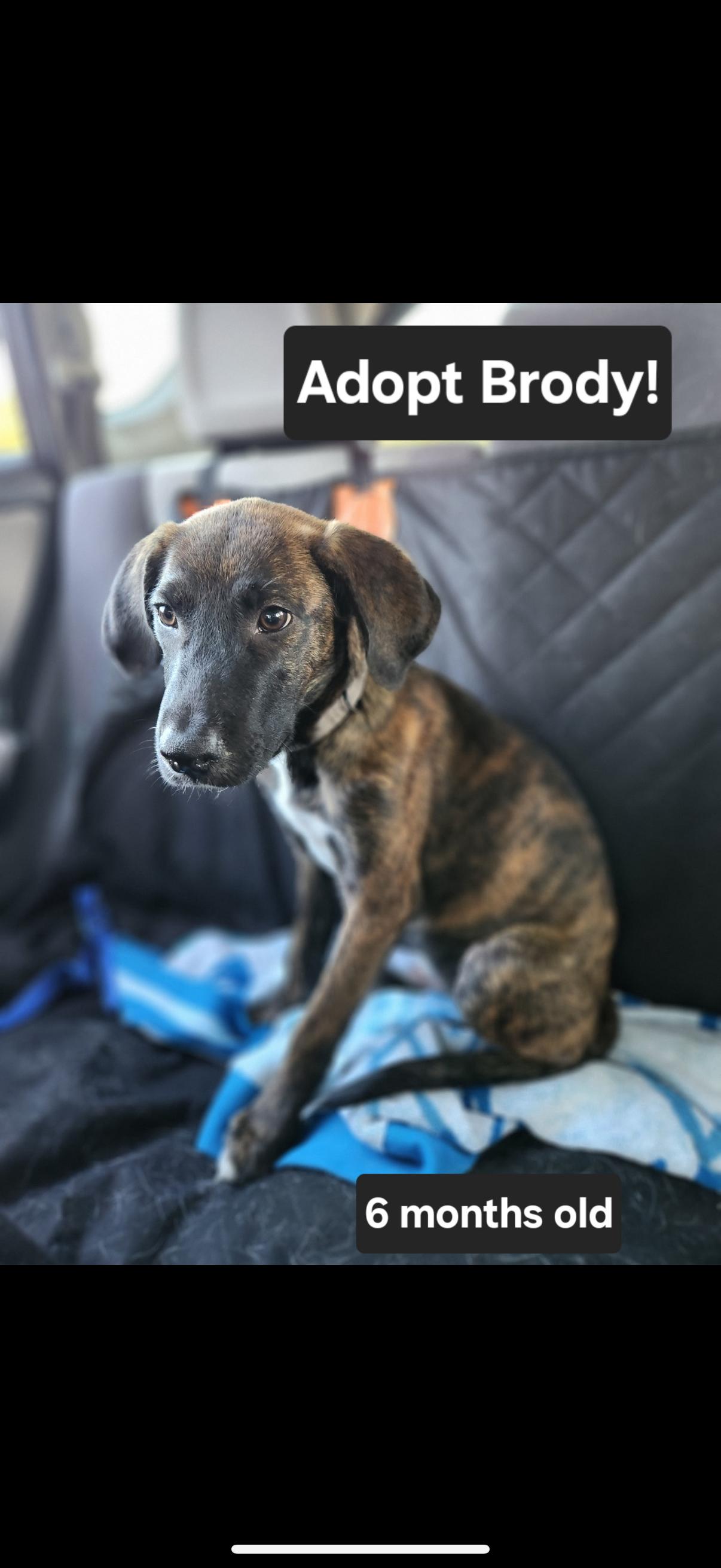 Brody, an adoptable Mixed Breed in Wilsall, MT, 59086 | Photo Image 1