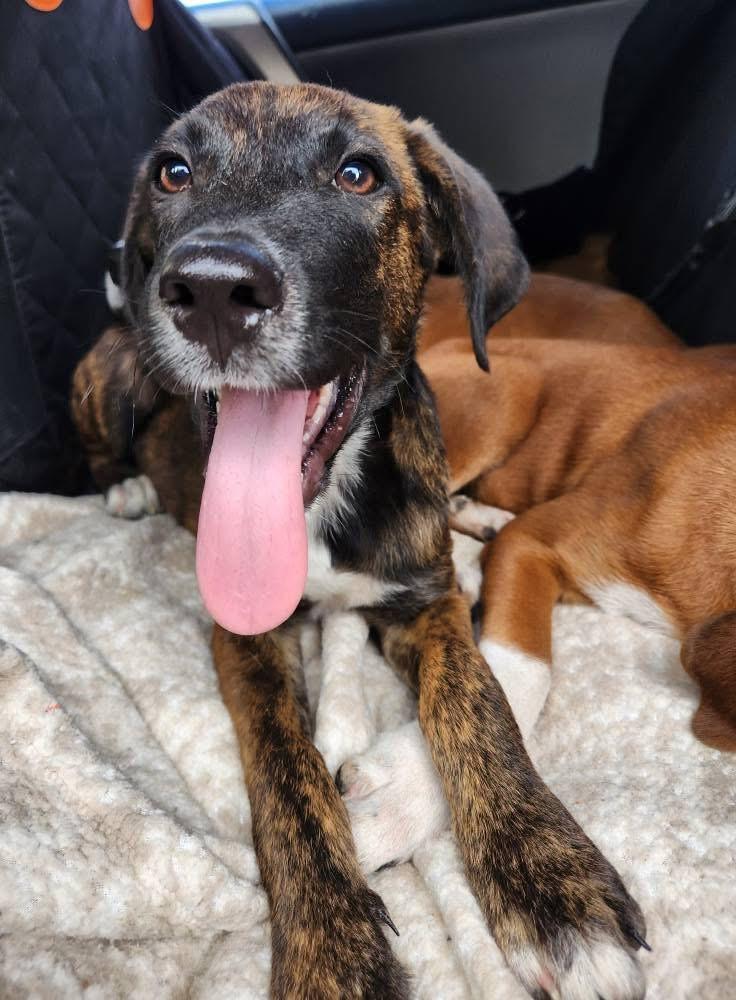 Brody, an adoptable Mixed Breed in Wilsall, MT, 59086 | Photo Image 2