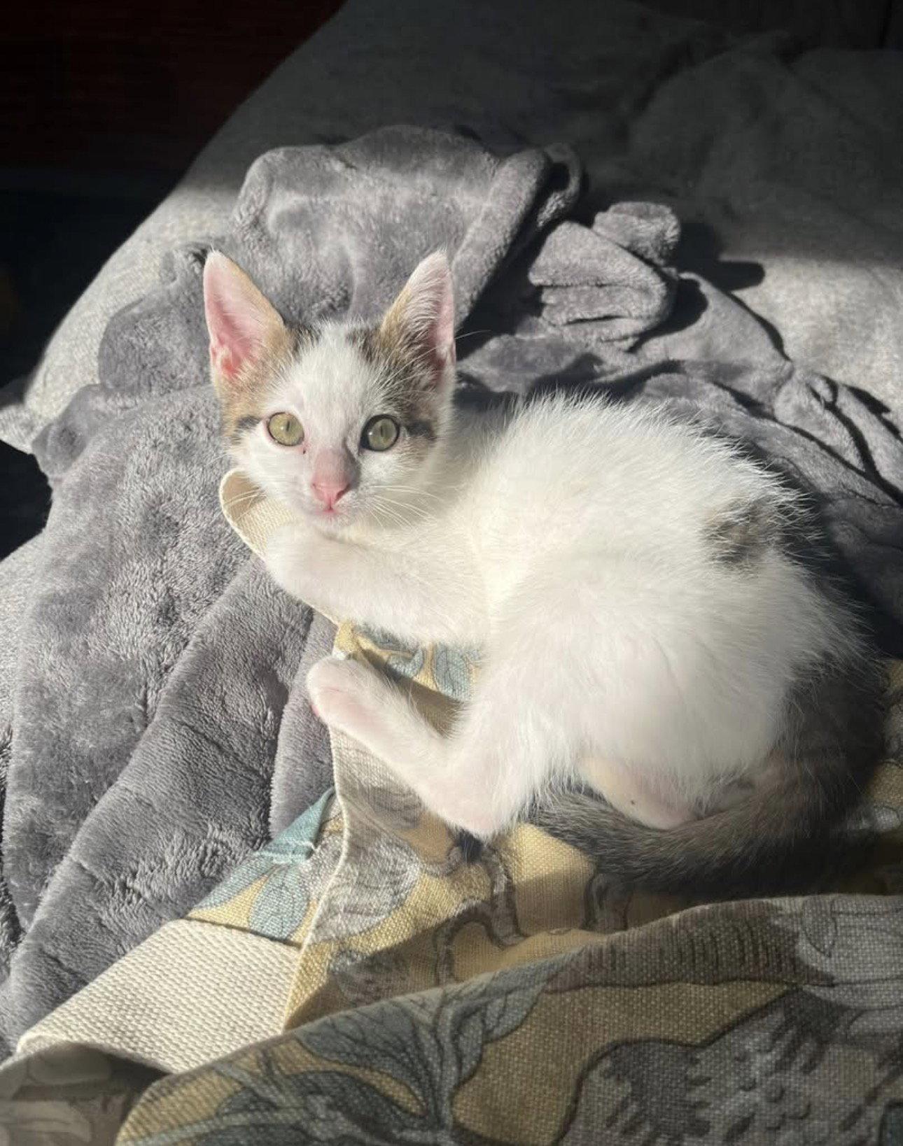 Tulip, Adoptable, Young Female Domestic Short Hair.