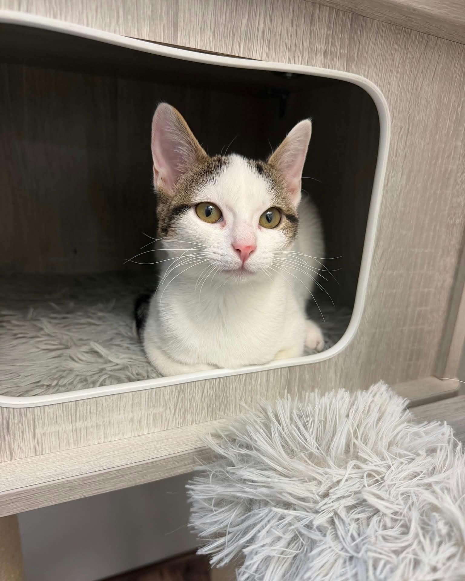 Enlarge Tulip, a Adoptable Domestic Short Hair in Fort Thomas, KY image 2/3