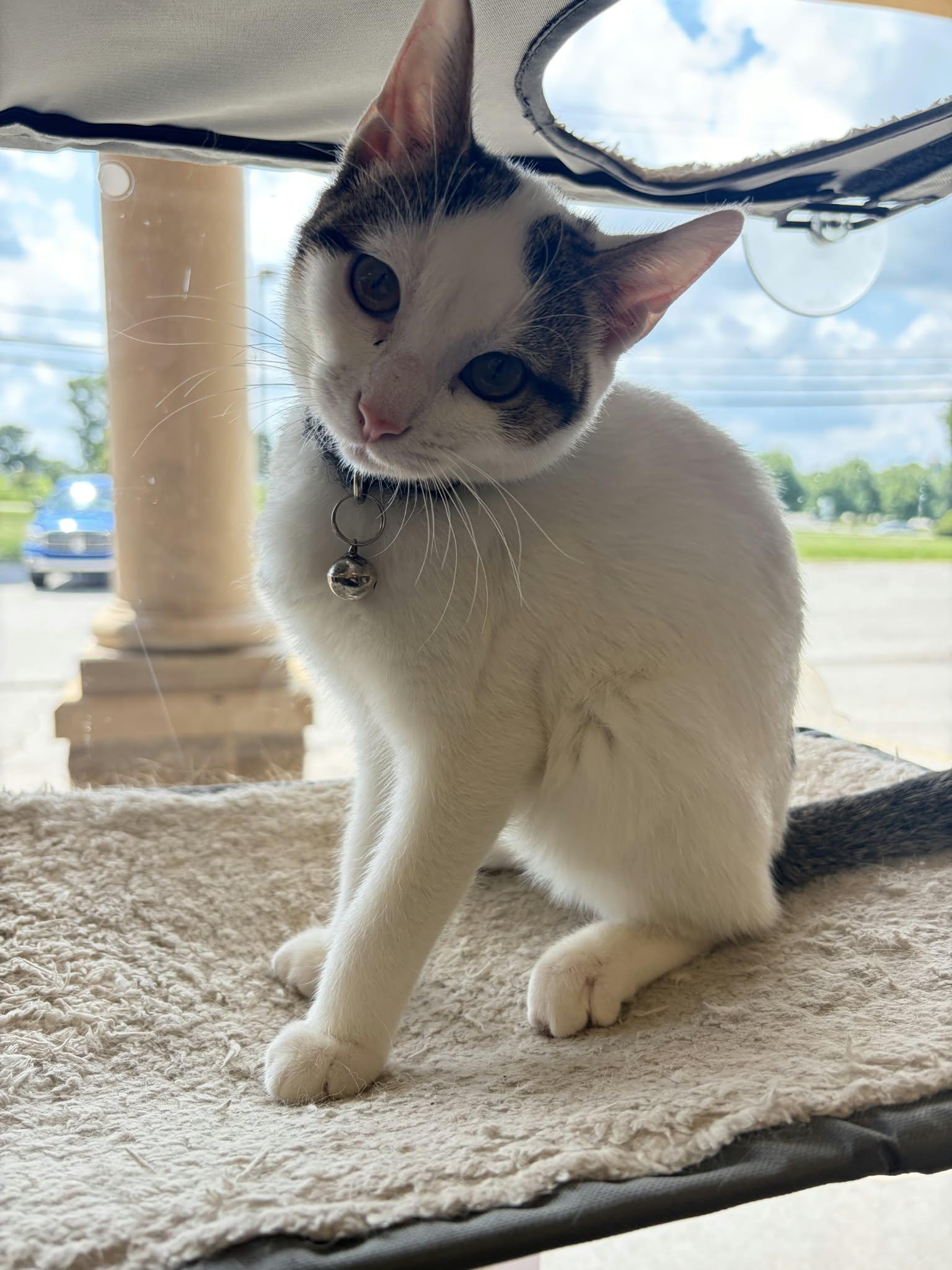 Enlarge Tulip, a Adoptable Domestic Short Hair in Fort Thomas, KY image 3/3