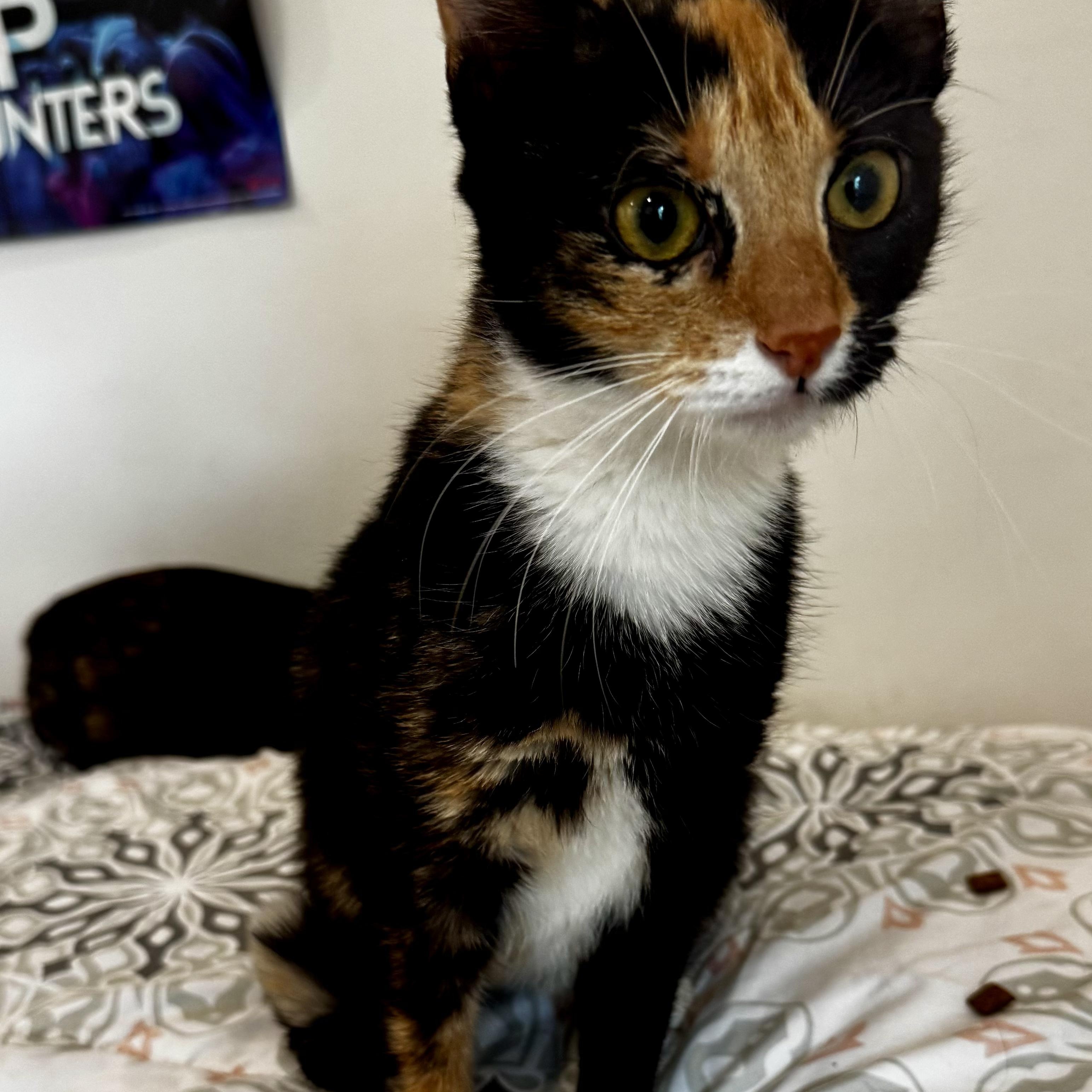Enlarge Kindred, a Adoptable Calico in Moriches, NY image 3/3