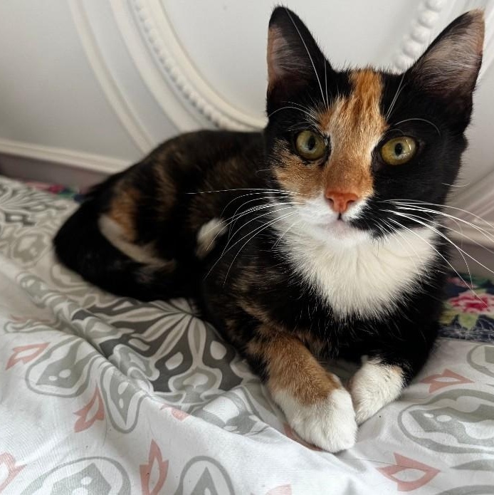 Kindred, Adoptable, Young Female Calico.
