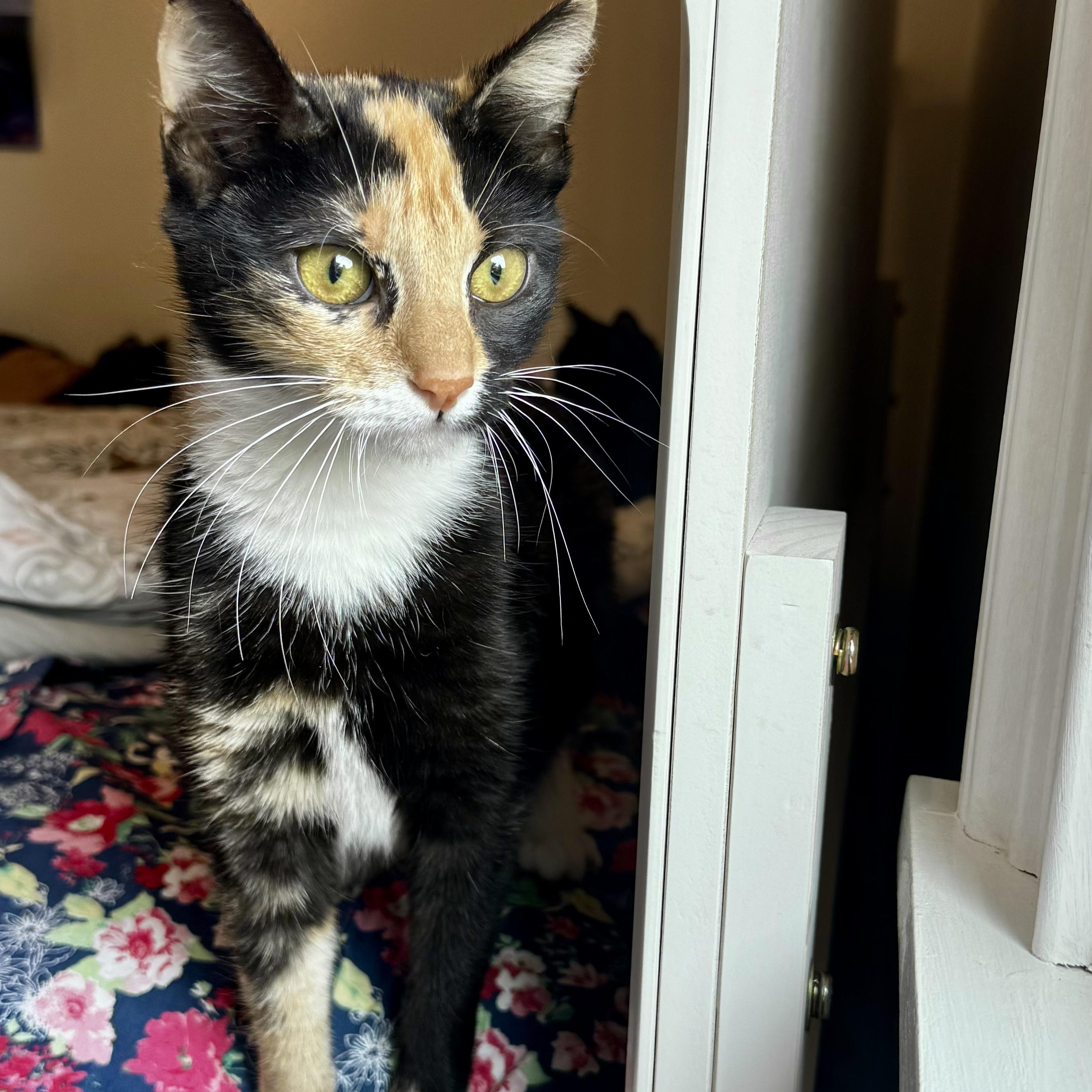 Enlarge Kindred, a Adoptable Calico in Moriches, NY image 2/3