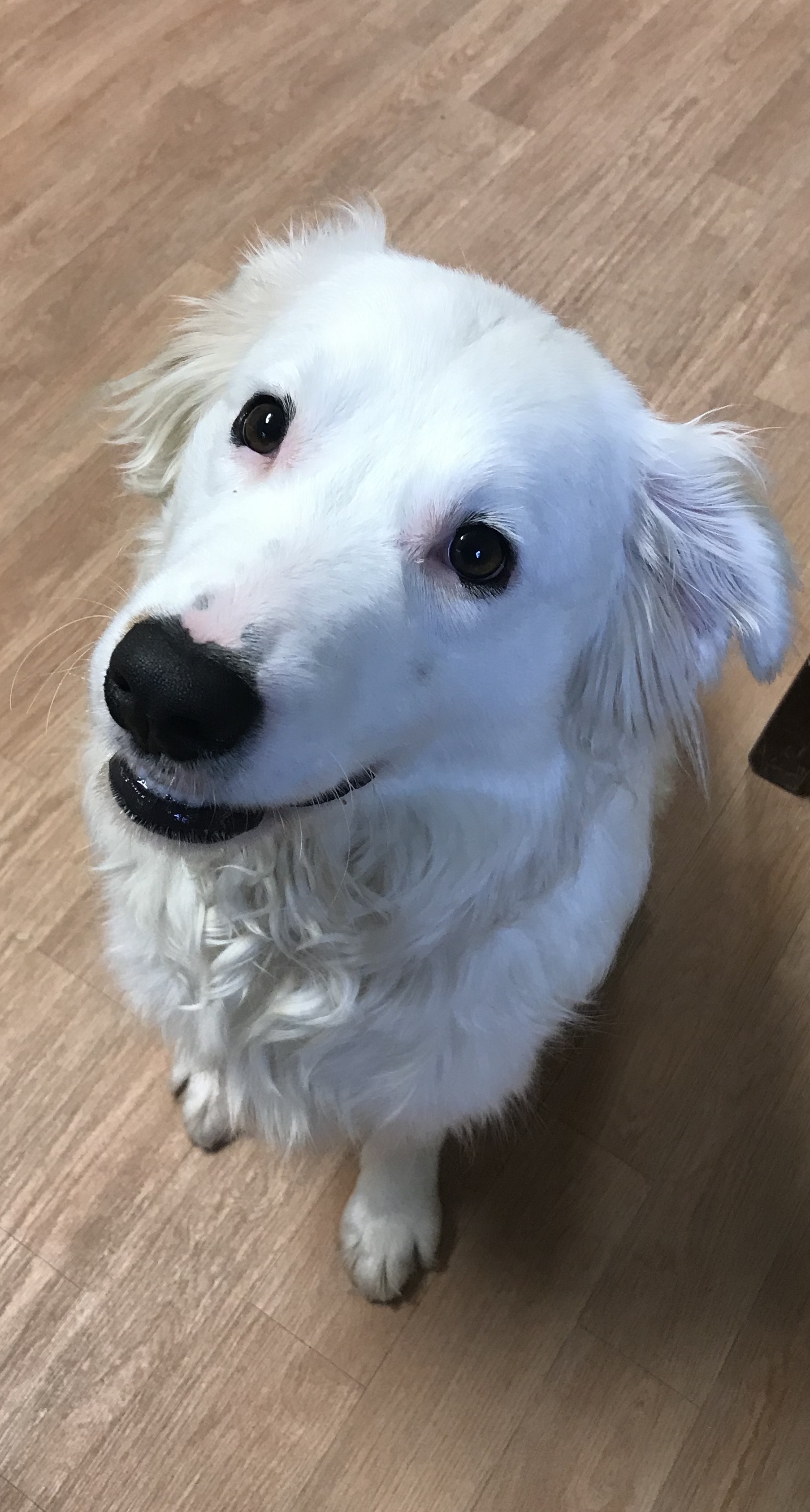 Beau, a Adoptable mixed breed in Yellville, AR image 1/4