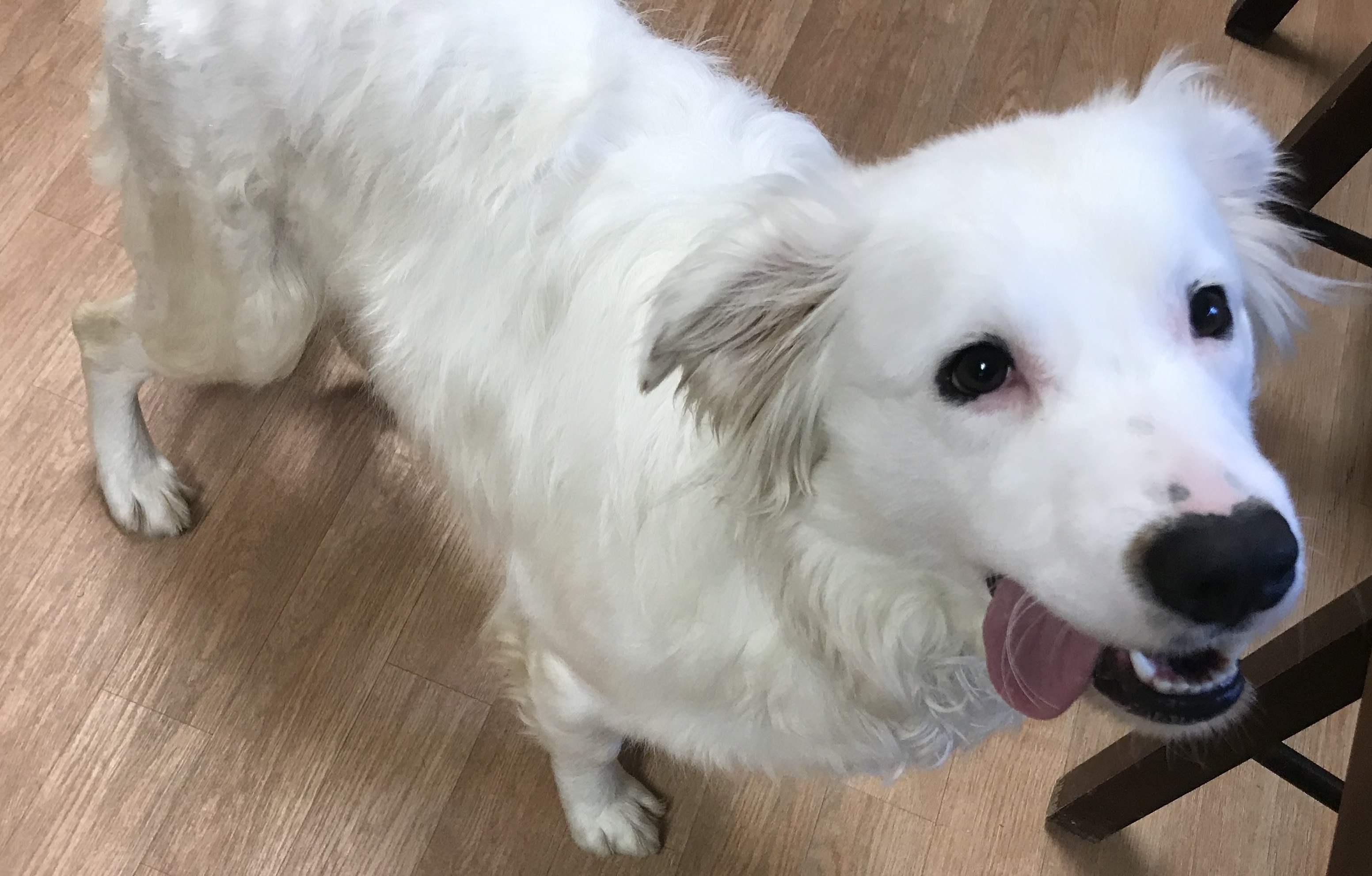 Beau, a Adoptable mixed breed in Yellville, AR image 2/4