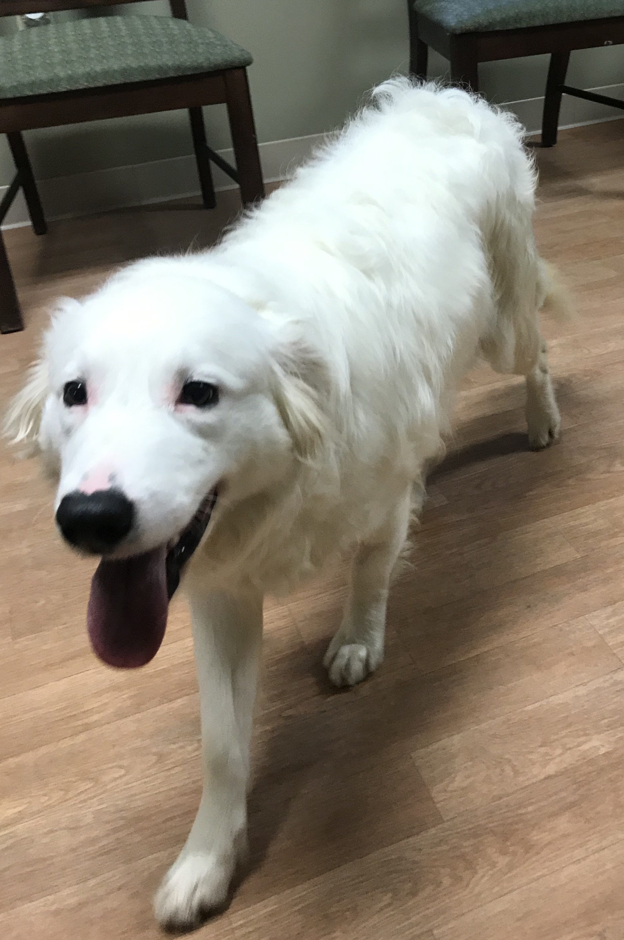 Beau, a Adoptable mixed breed in Yellville, AR image 3/4