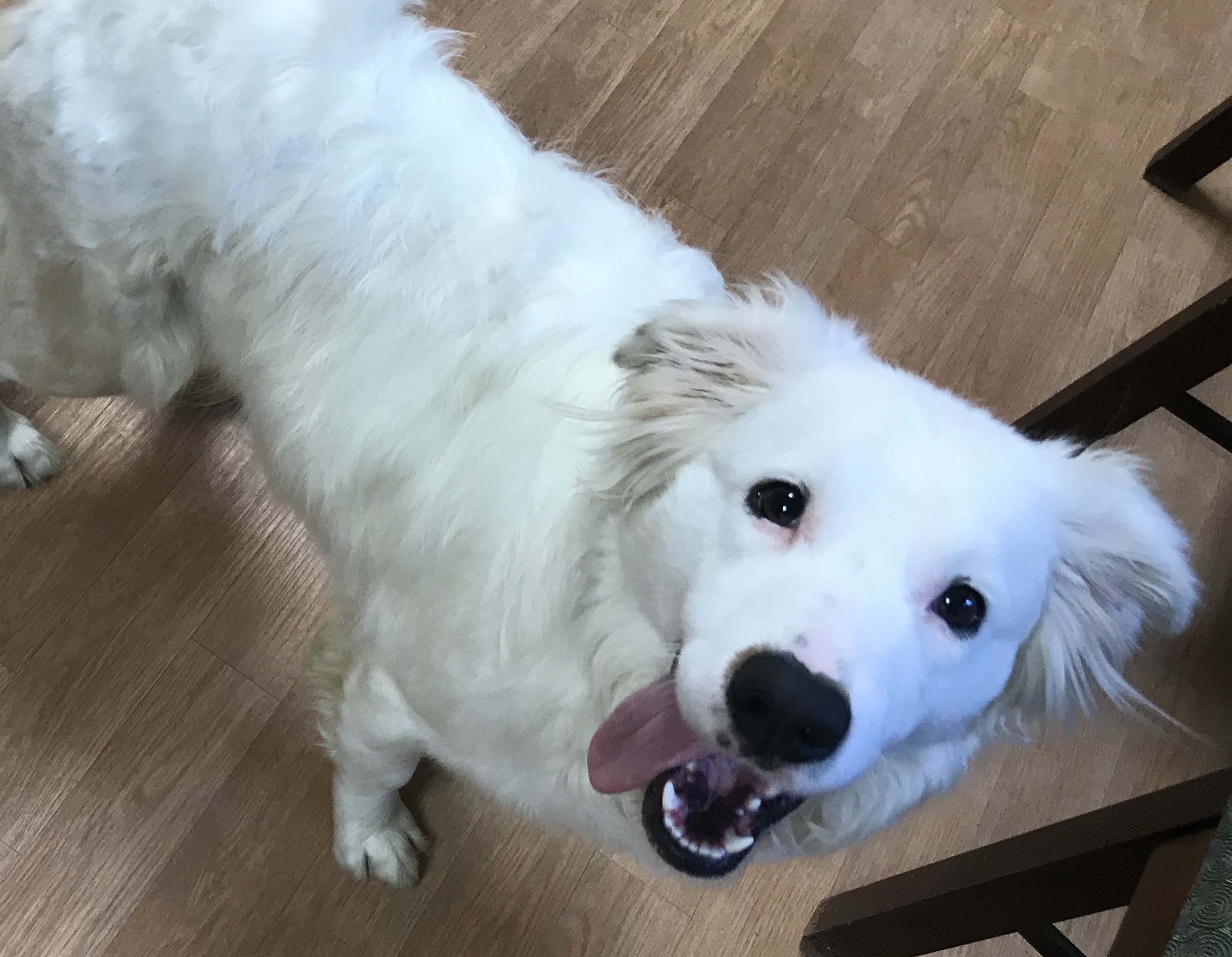 Beau, a Adoptable mixed breed in Yellville, AR image 4/4