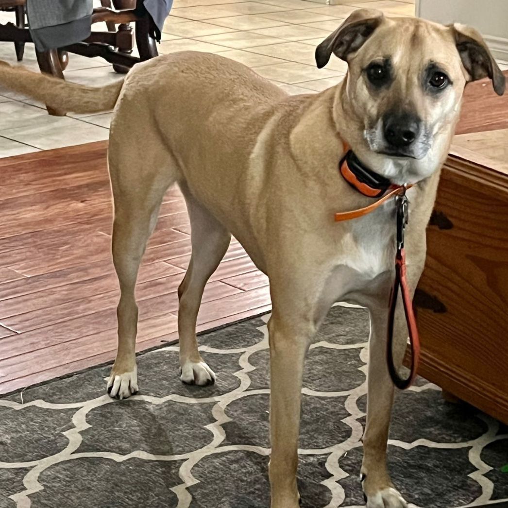 Gunner (CP), Adult Male unknown