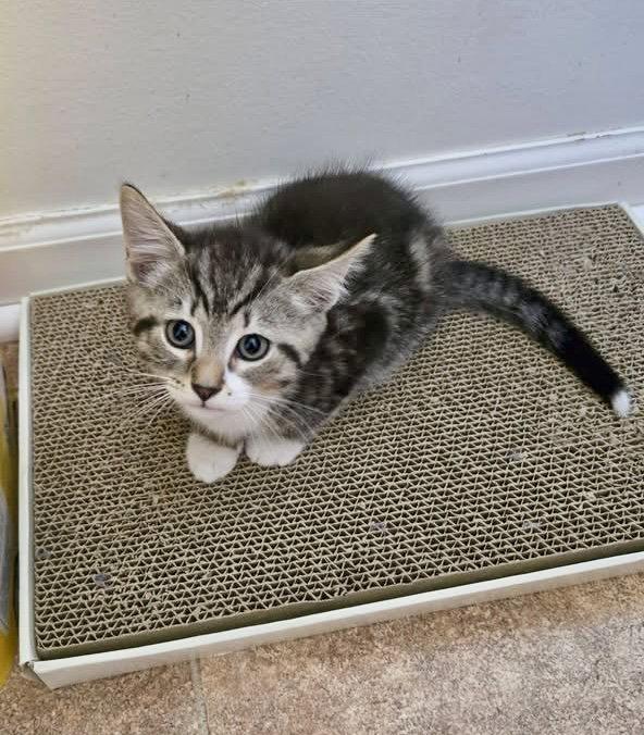 Pancake, Adopted, Kitten Male Domestic Short Hair.