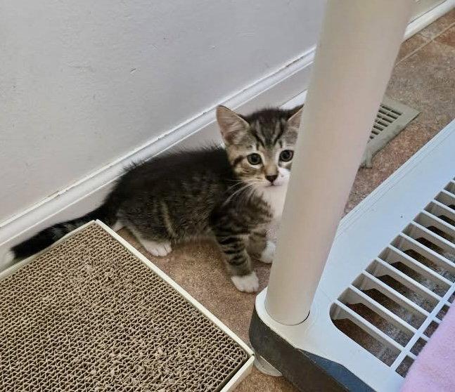 Pancake, a Adopted Domestic Short Hair in Penndel, PA image 2/3