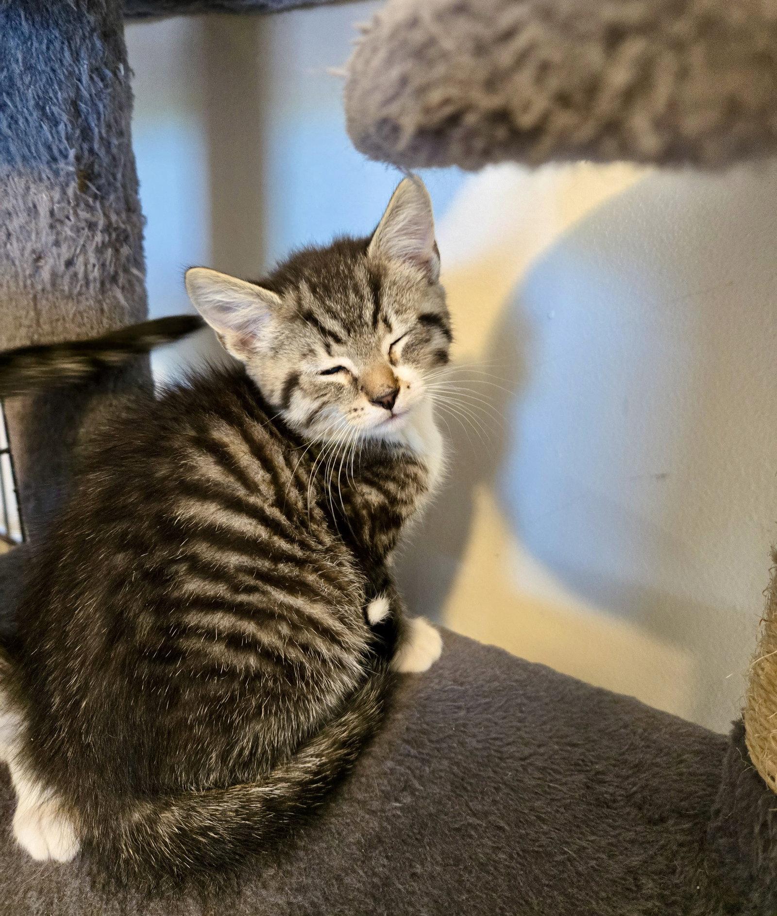Pancake, a Adopted Domestic Short Hair in Penndel, PA image 3/3