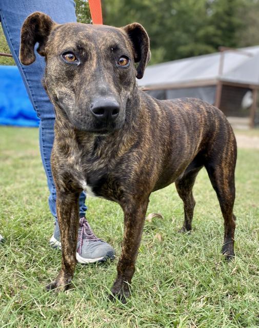 Enlarge LUCY, a Adoptable mixed breed in Quinlan, TX image 2/6