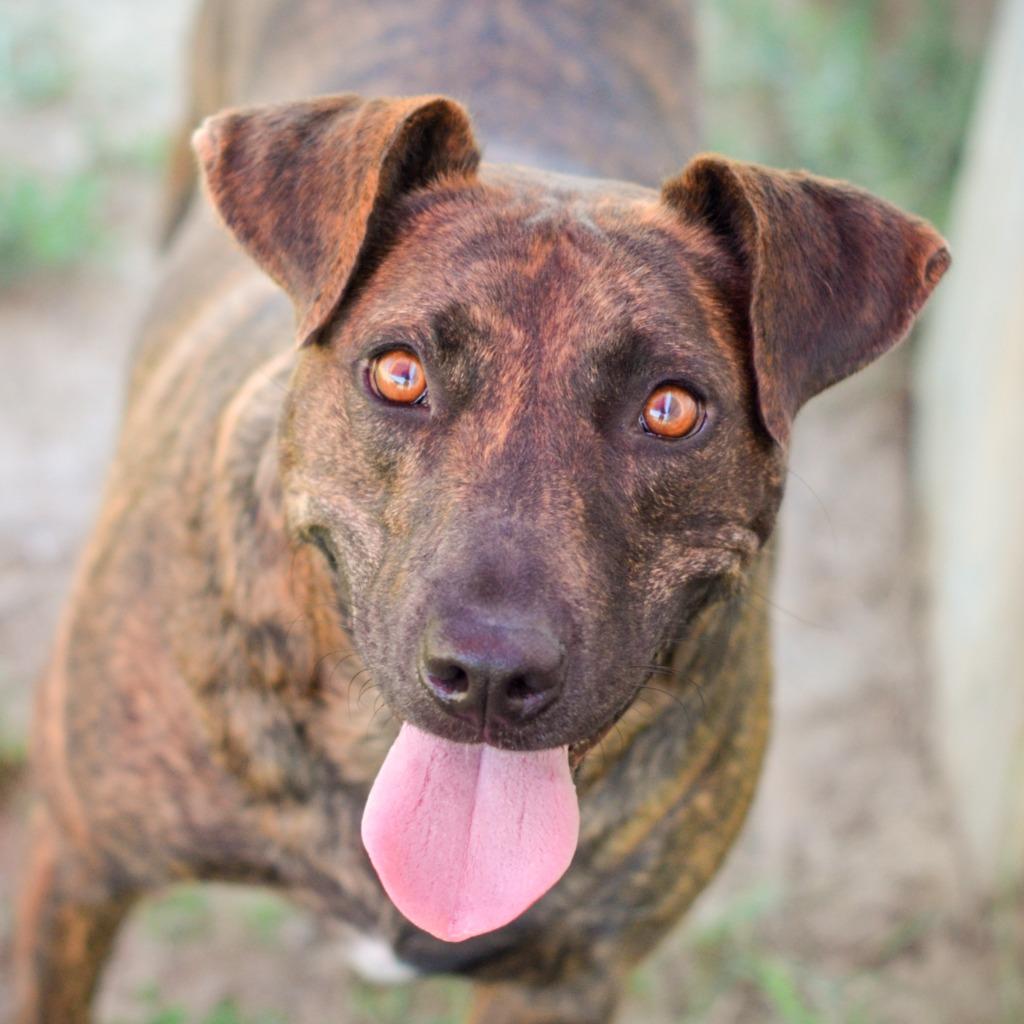 Enlarge LUCY, a Adoptable mixed breed in Quinlan, TX image 3/6