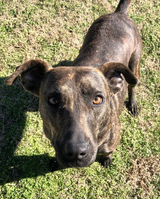 Enlarge LUCY, a Adoptable mixed breed in Quinlan, TX image 3/6