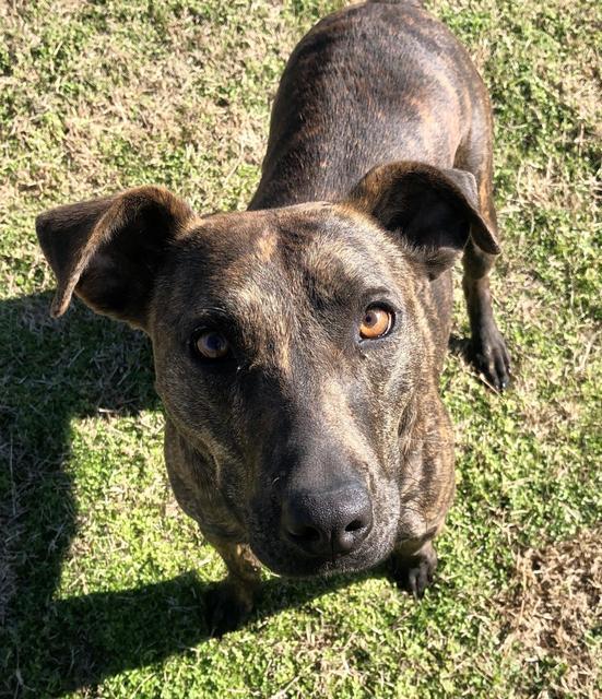 Enlarge LUCY, a Adoptable mixed breed in Quinlan, TX image 4/6