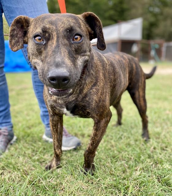Enlarge LUCY, a Adoptable mixed breed in Quinlan, TX image 6/6