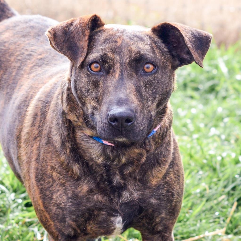 Enlarge LUCY, a Adoptable mixed breed in Quinlan, TX image 5/6