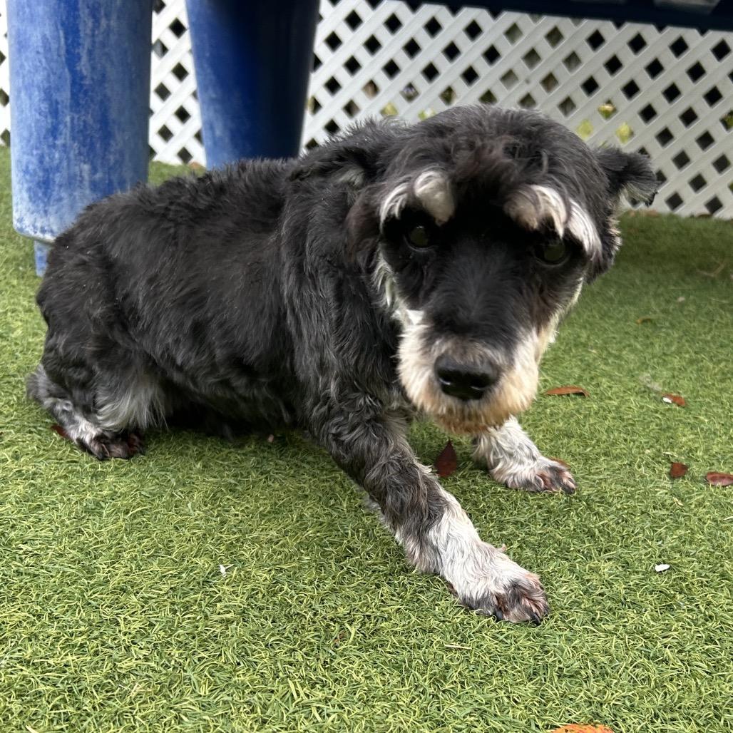 Dottie 8434 — thumbnail 2