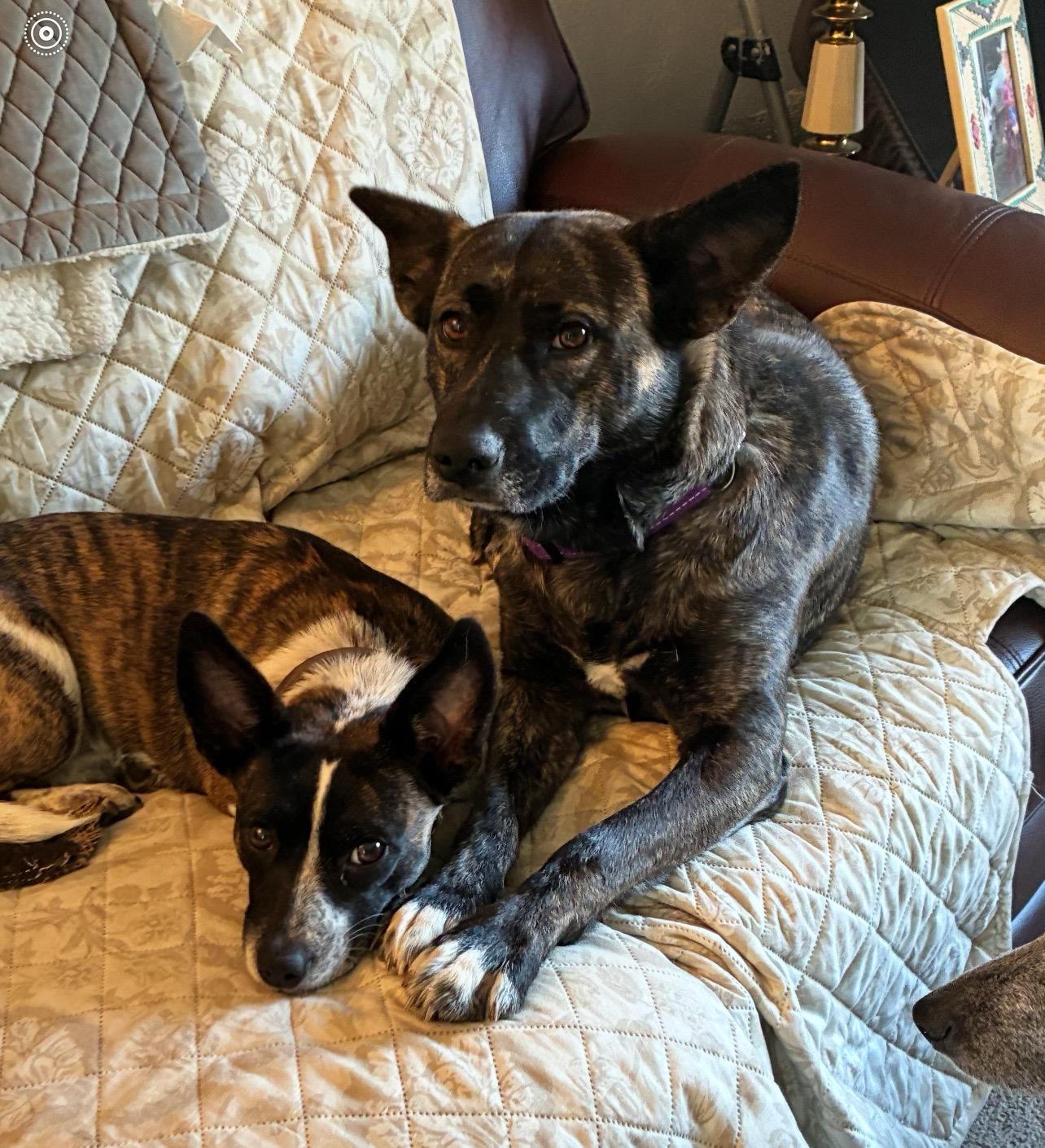 Faith, Adoptable, Young Female Cattle Dog.