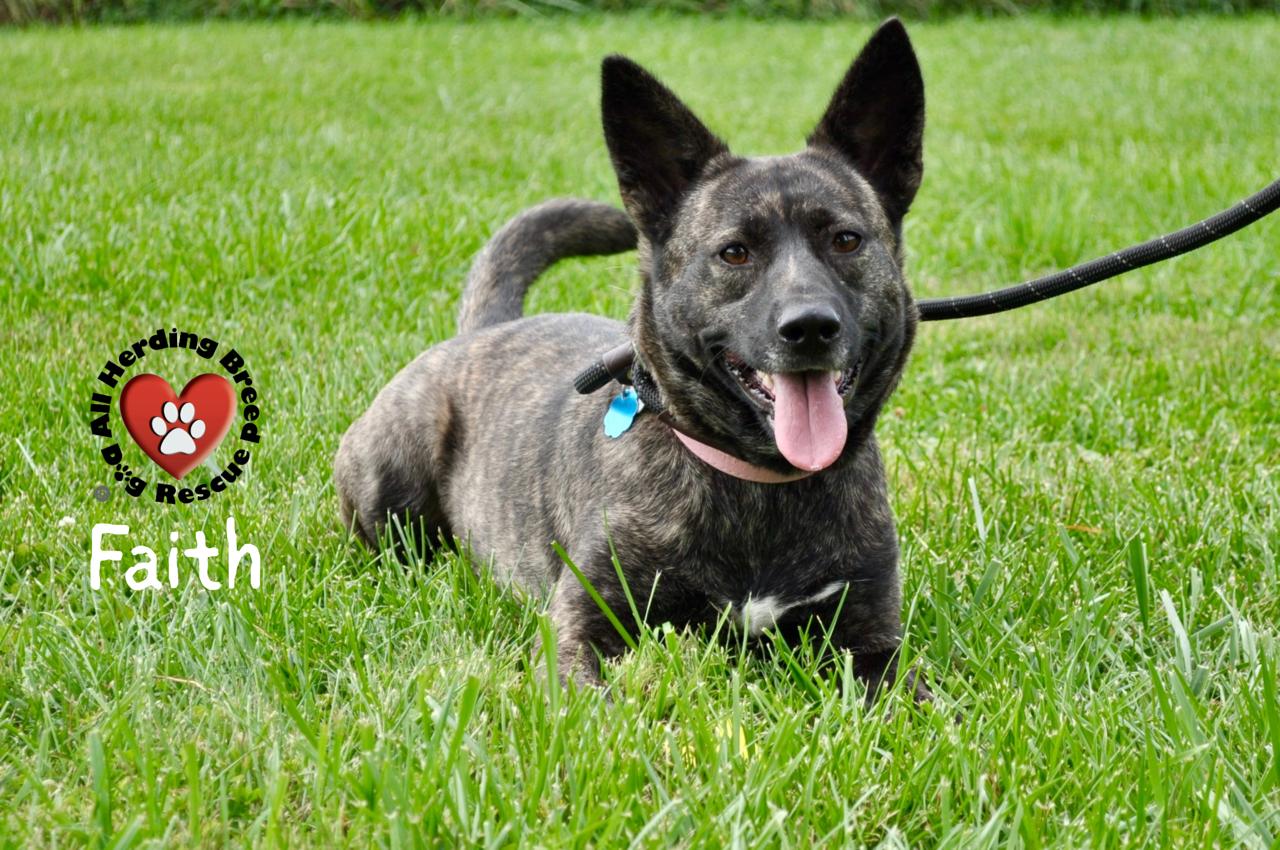 Faith, a Adoptable mixed breed in Joliet, IL image 2/5