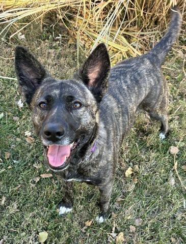 Faith, a Adoptable mixed breed in Joliet, IL image 3/5