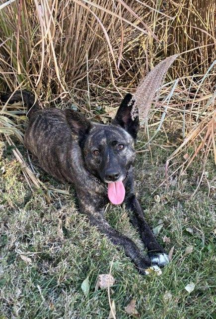 Faith, a Adoptable mixed breed in Joliet, IL image 4/5