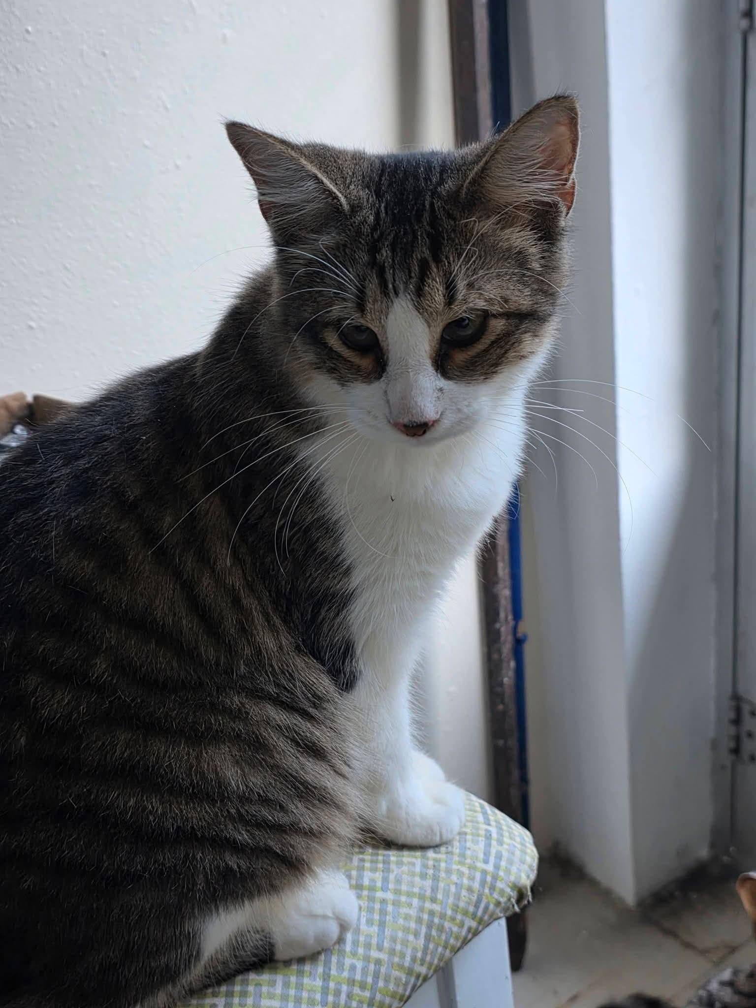 Enlarge Tiana, a Adoptable mixed breed in Annapolis, MD image 2/6